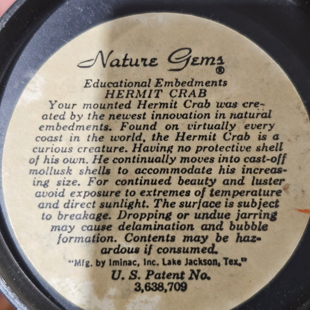 Nature Gems - Hermit Crab